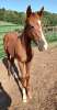 Colt by Stallion Free Drop Billy out of the Mare Hugh Achoo, Location: KY