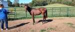 Colt by Stallion WildCat Red out of the Mare Let Me Be Nuts, Location: KY