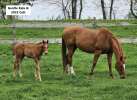 Gentle Kela, Broodmare Sire:  Kela, In Foal Stallion: Hence, Location: MN