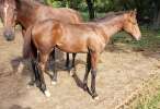 Colt by Stallion Westover Wildcat out of the Mare Twirling Sky, Location: MN